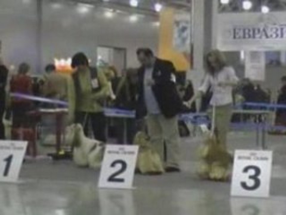 Dog Show EURASIA-2 24.02.2008 Moscow part 9