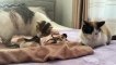 Dad Cat Meets His Baby Kittens for the First Time!