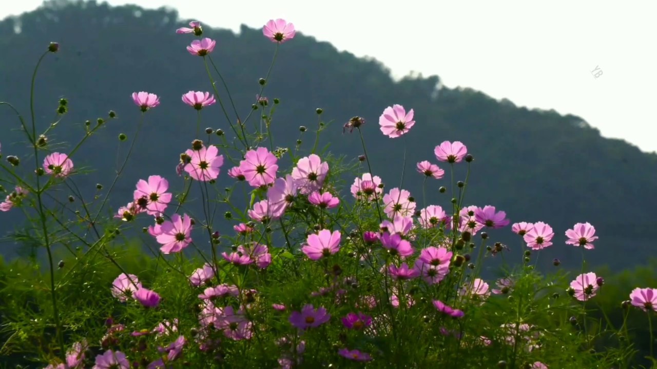 Flower Garden