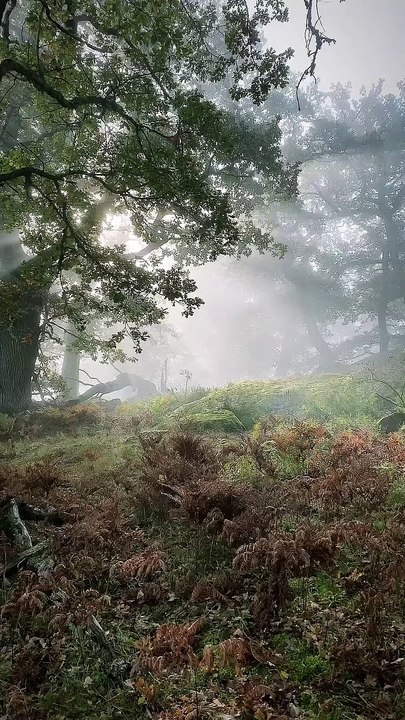 A forest I never get tired of ....#sweden_photolovers  #sverige #sweden #bestnatureshot  #nature_brillianc...unriseoftheday #sunrisephotography #sunrise #naturelovers #forest #forestlovers #tree_magic #tree_brilliance #magic_forest