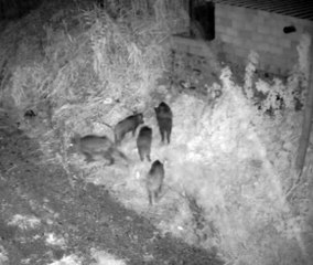 Avokado bahçesine giren domuz sürüsü kamerada