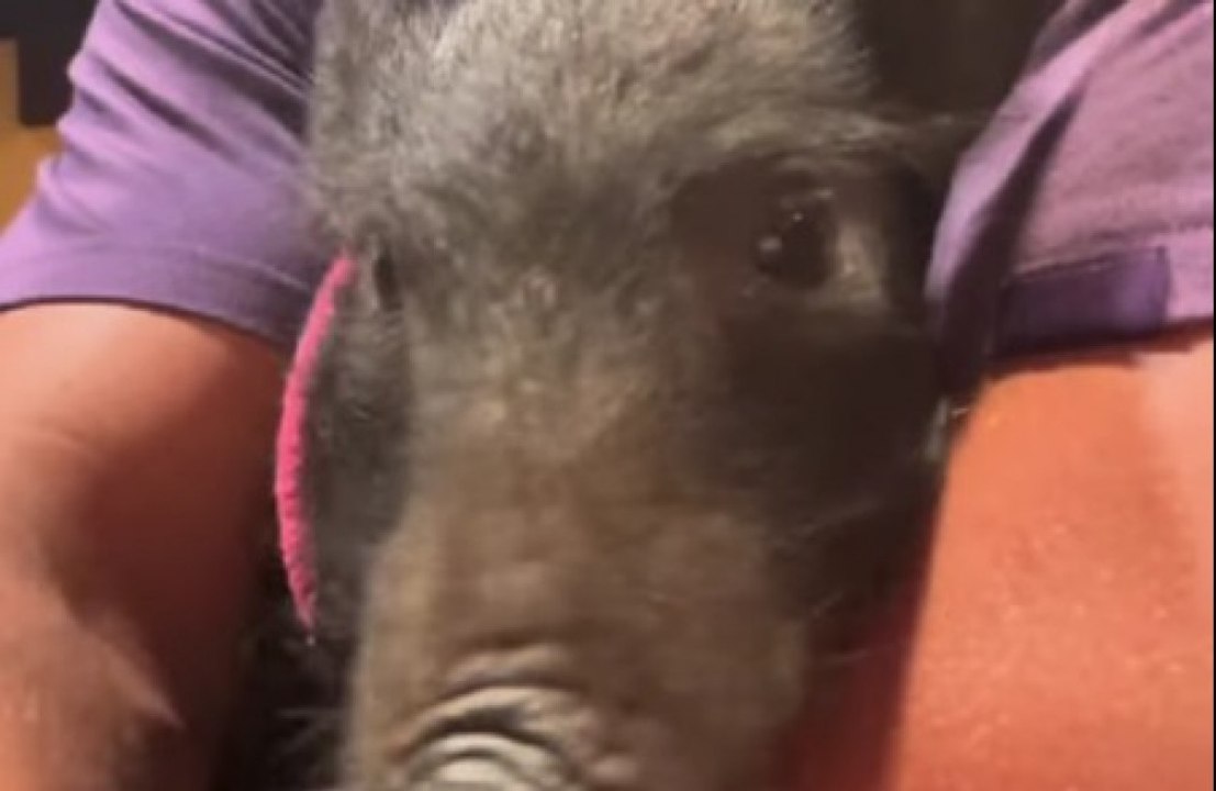 Jason Momoa: Er adoptierte das Wildschwein vom 'Slumberland'-Dreh