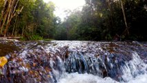Relaxing Tropical Rainforest AMPAR JAWA Sounds  Nature Sounds Ambience_
