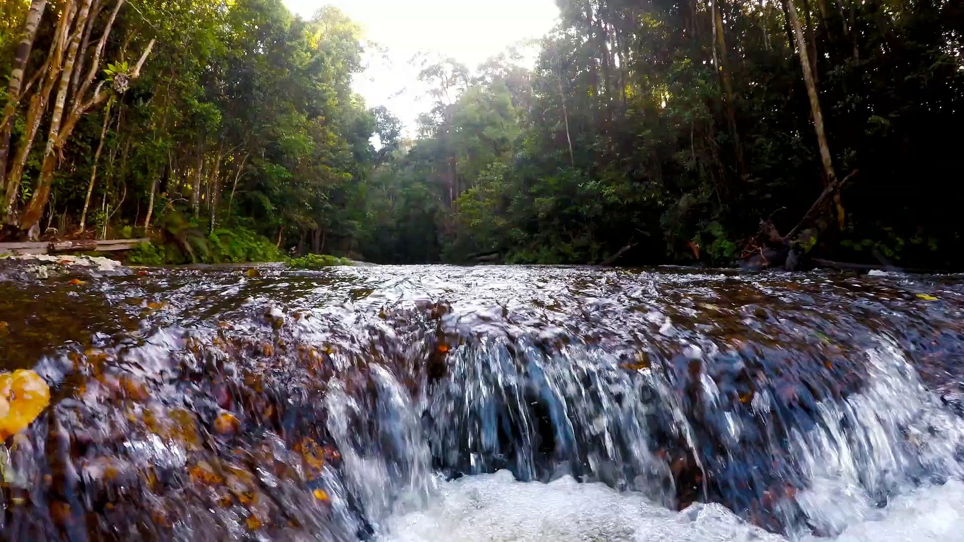 ⁣Relaxing Tropical Rainforest AMPAR JAWA Sounds  Nature Sounds Ambience_