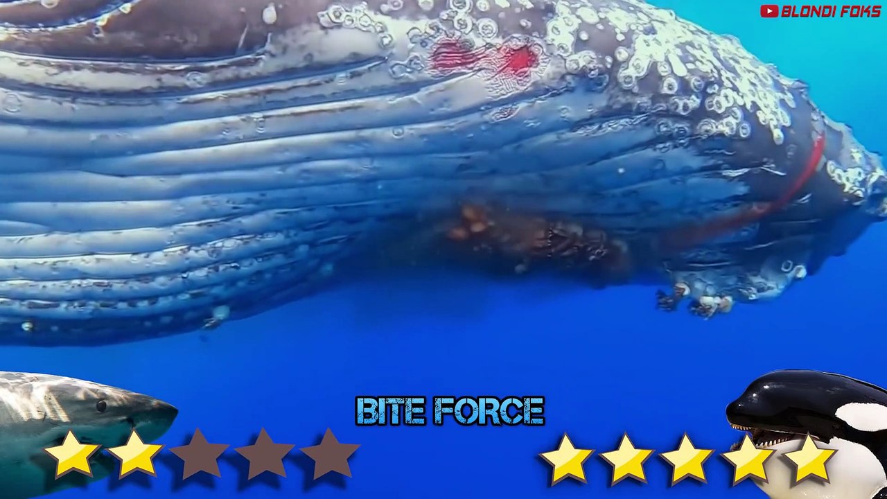 ORCA VS GREAT WHITE SHARK  Shark VS Killer Whale  Blondi Foks