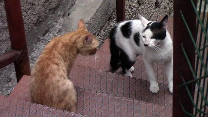 funny cat videos fighting