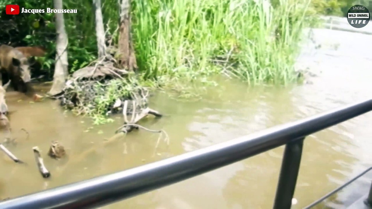 13 Brutal Moments Crocodile Swallows Their Prey  Wild Animal Life