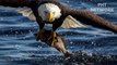 The Best Of Eagle Attacks 2022  Most Amazing Moments Of Wild Animal Fights Wild Discovery Animals