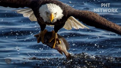 The Best Of Eagle Attacks 2022  Most Amazing Moments Of Wild Animal Fights Wild Discovery Animals