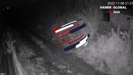 Antalya'da görüntülendi... Sürü halinde avokado bahçesine girdiler