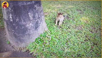 Animals Waking Up Other Animals In Their Sleep