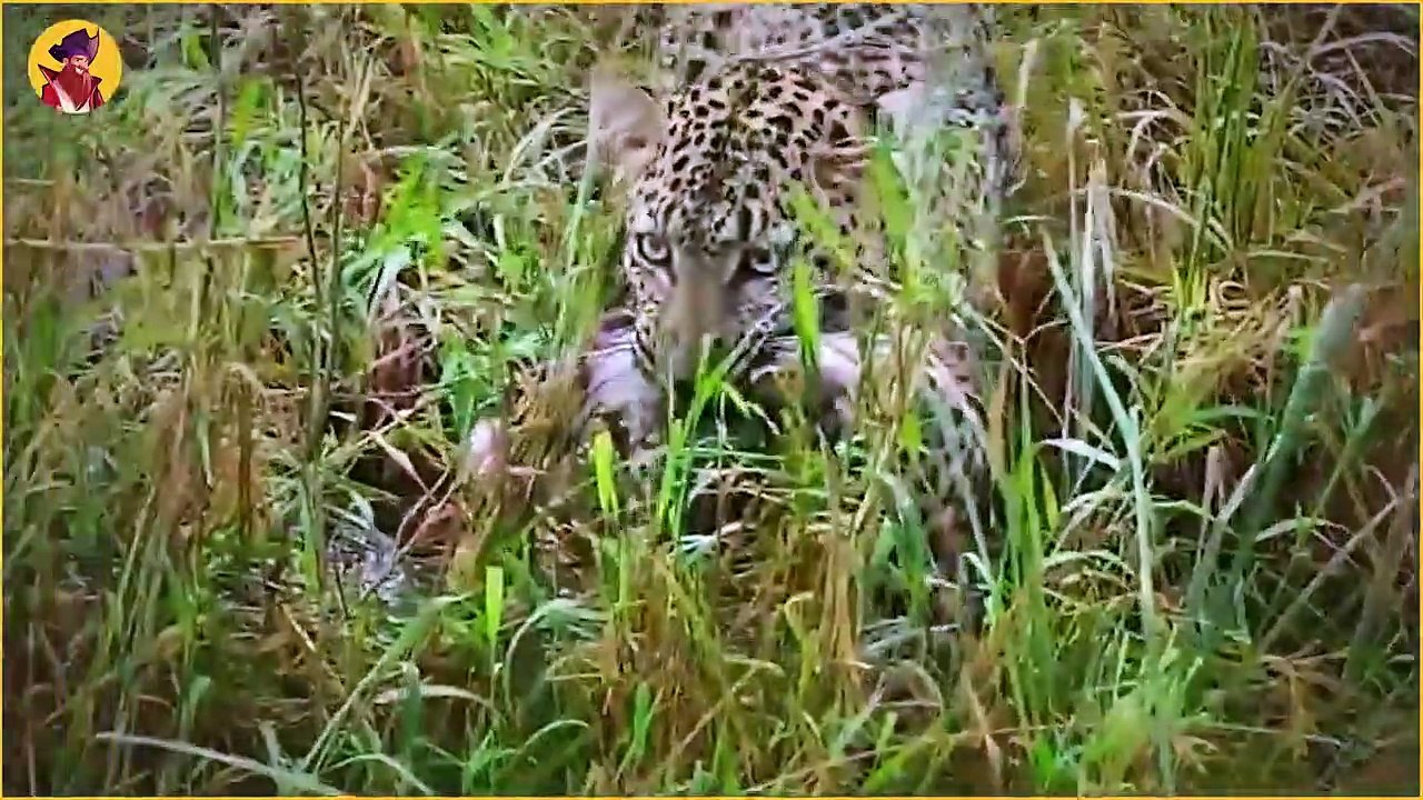 Leopards And Dogs In Action