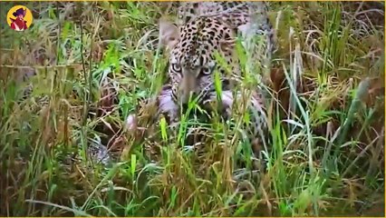 Leopards And Dogs In Action