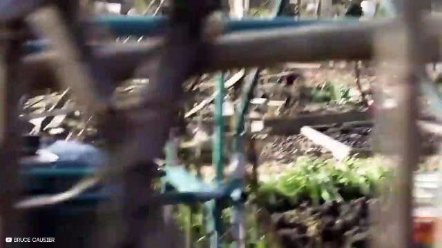 Amazing Moments Off Coyotes Hunting In The Wild