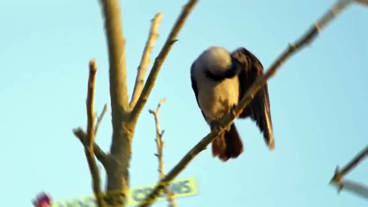 This Is How Eagles Catch Their Prey
