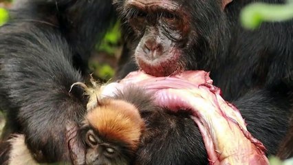 Brutal Hunting Moments By Chimpanzees, Baboons And Macaques
