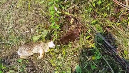 Merciless Moments When Minks Attack Everything In Sight