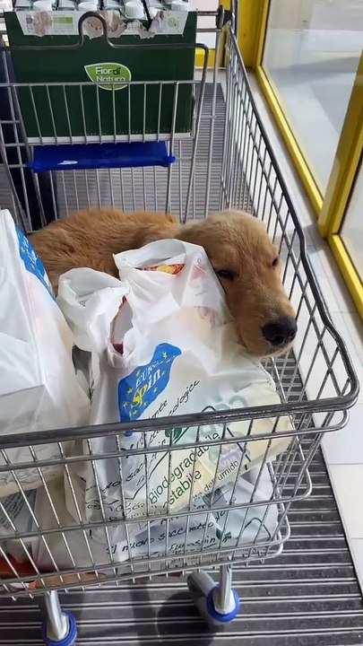 Golden Gets a Ride