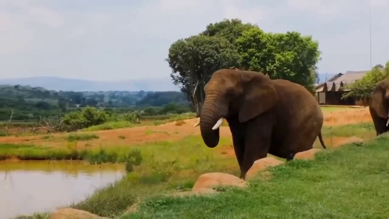 Mengenal hewan dan suaranya, hewan ternak, hewan liar, herbivora, funny animals