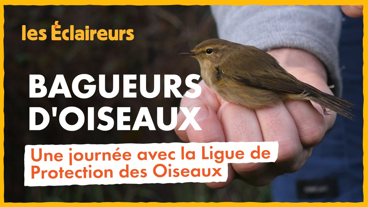 Une journée avec la Ligue de Protection des Oiseaux
