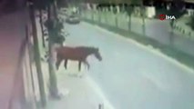 Yola çıkan başıboş at, kazaya neden oldu