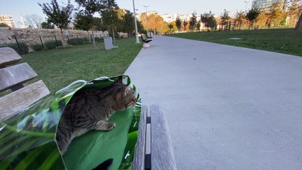 Stray Cat Climbs into Person's Bag