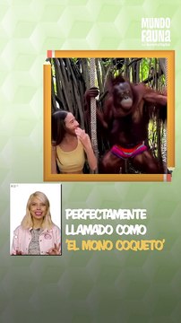 Mono 'coqueto': este atrevido primate intenta robar besos a turistas de Tailandia