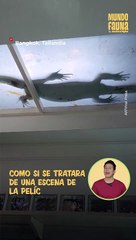 ¡De película! Un hombre encontró un lagarto monitor en el techo de su casa