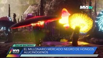 Nación criminal con Óscar Balderas- El millonario mercado negro de los hongos alucinógenos MVS Noticias 9 nov 2022