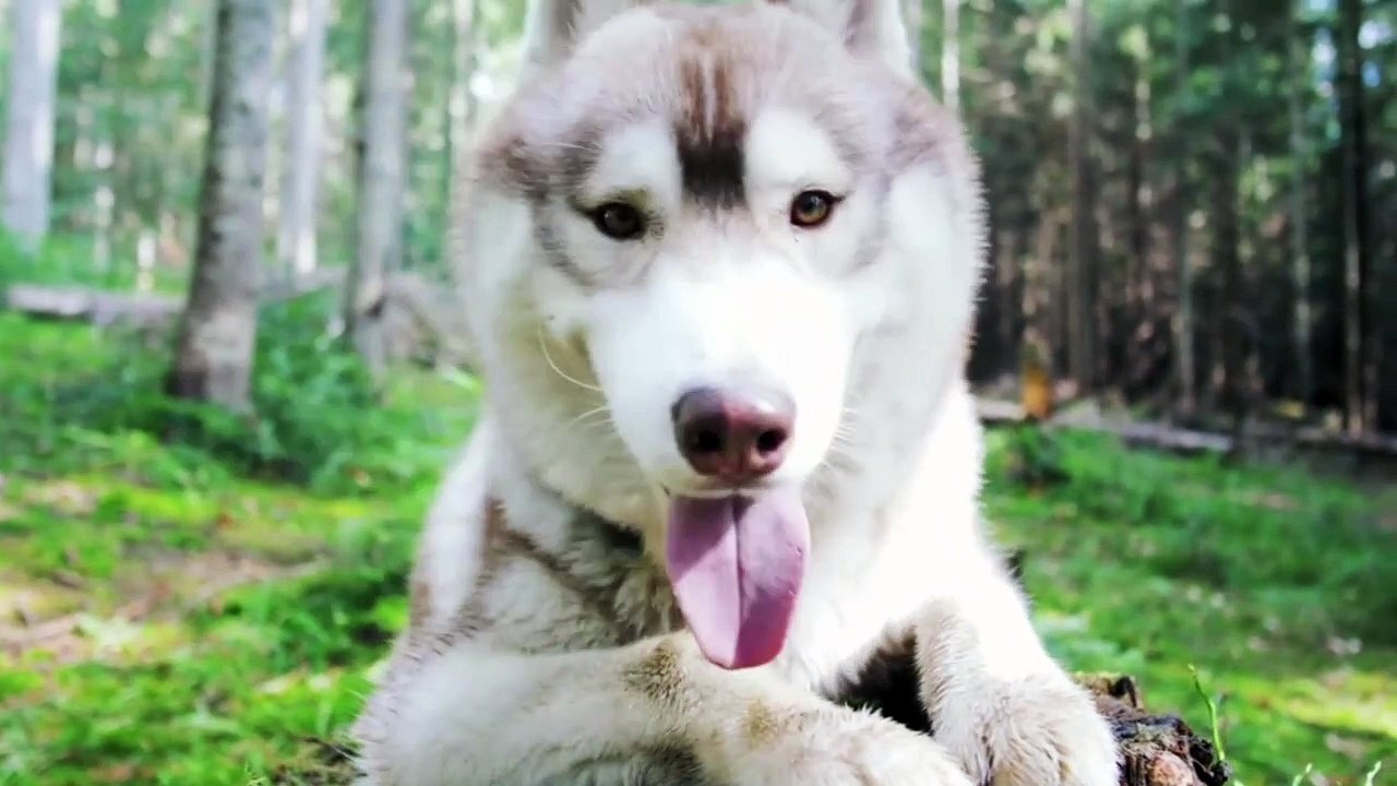 DOGS  ATTITUDE