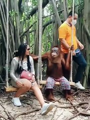 Orang hutan yang beruntung