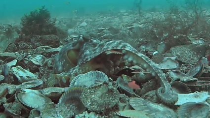 Octopuses throw debris at each other during ‘underwater rows’ in hilarious footage
