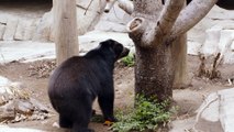Introducing Turbo, The Adorable Andean Bear