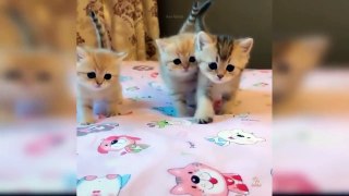 Baby Cats and Funny