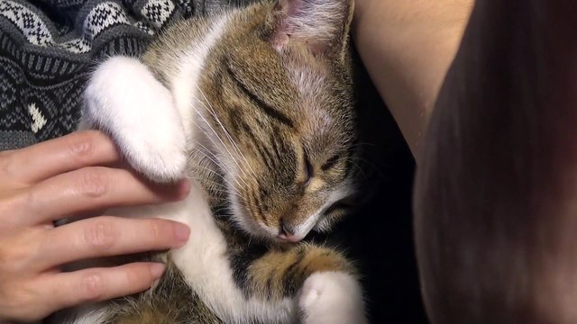 Kitten Purrs in My Arms