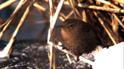 Avian Hunters - Foraging from the bird's eye view