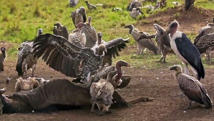 Hunting and being hunted in Kenya's Masai Mara