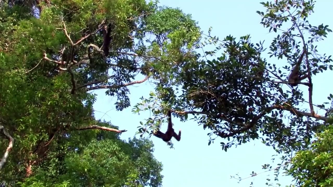 Gibbons - The Protectors of the Forest