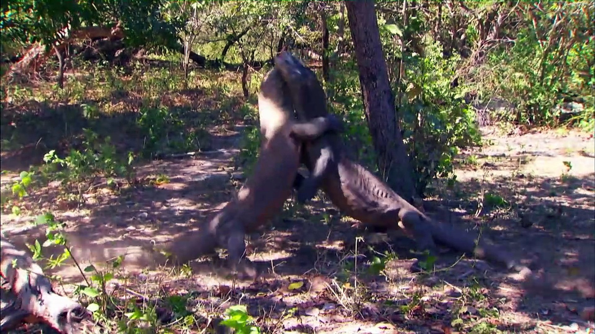 ⁣An endangered Apex Predator and other Animals in Search of a Mate
