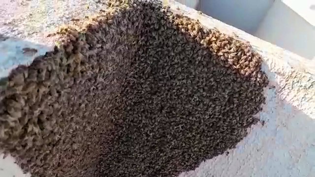 Defesa Civil remove abelhas que estavam alojadas no quarto andar de prédio no Parque São Paulo