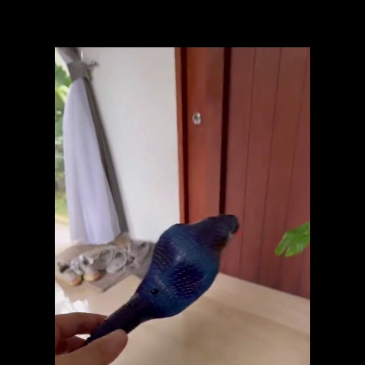 funny cat