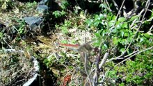 Dragonfly at a Japanese Temple