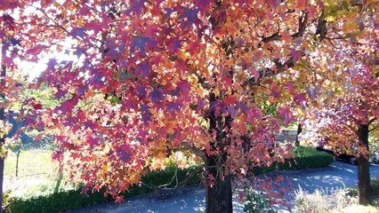Autumn in the Park in Japan