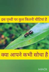 क्या आपने कभी सोच है इस पृथ्वी पर कितनी चिटिया हैं? Did your ever think that how many ants does live on earth ?