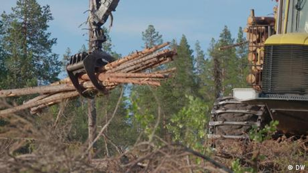 Schwedens Klimaschützer rügen Holzlobby