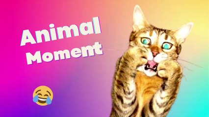 BEST FUNNY AND CUTE PET MOMENT COMPILATION #3 ANOYING CAT, DOG, AND OTHER ANIMAL HERE!