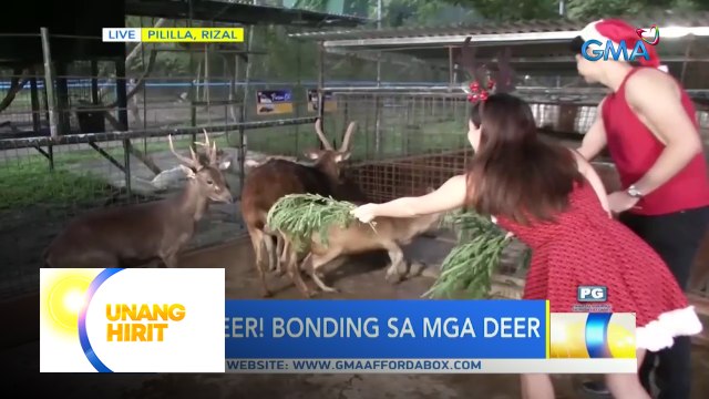 Bonding with reindeer kasama ang UH Funliners | Unang Hirit