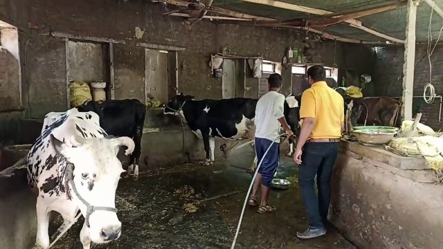 राहत की खबर: कांठल में लंपी वायरस संक्रमण पर लगा अंकुश