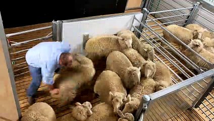 New shearing shed at Illabo | November 11, 2022 | The Land