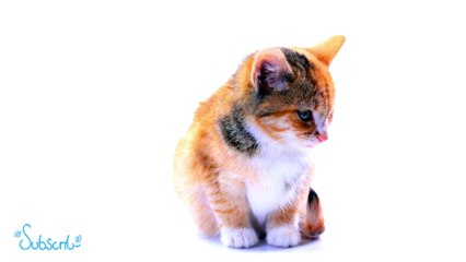 Cute & Adorable Cute Cats with Relaxing Music 16